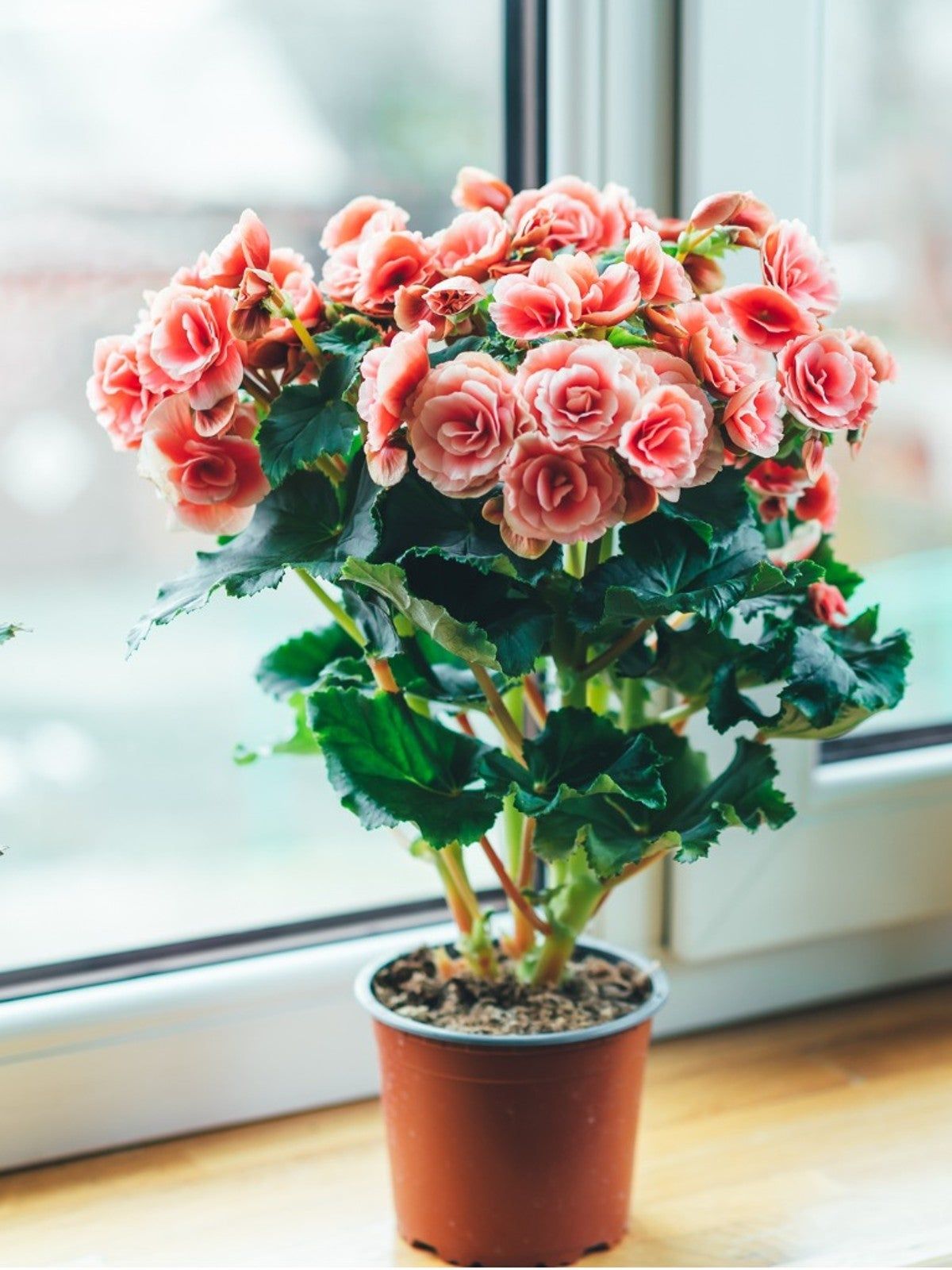 Blooming Indoors: How to Make a Thriving Indoor Flower Garden