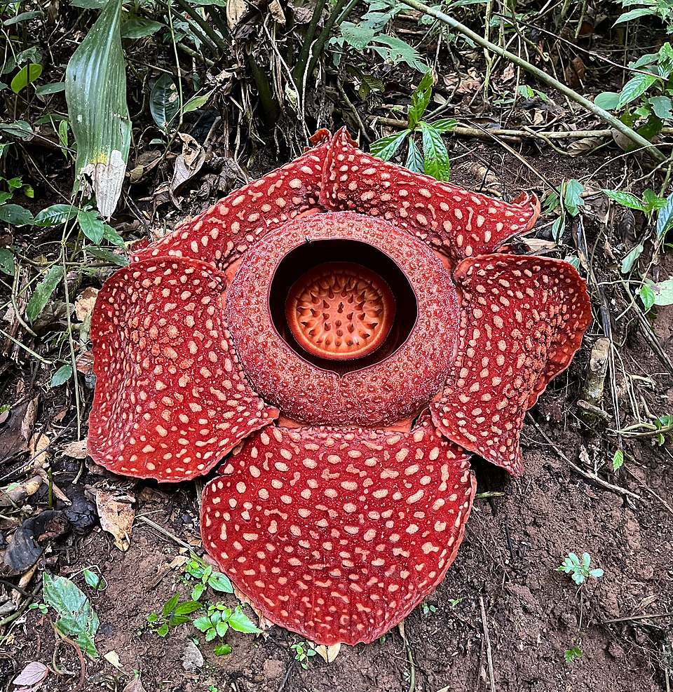 Discovering the Largest Flower Garden Bank: A Blossoming Giant