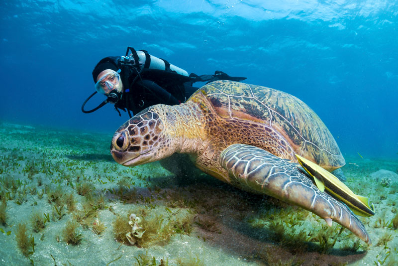 Do You Need to Know Swimming to Scuba Dive? Unveiling the Truth