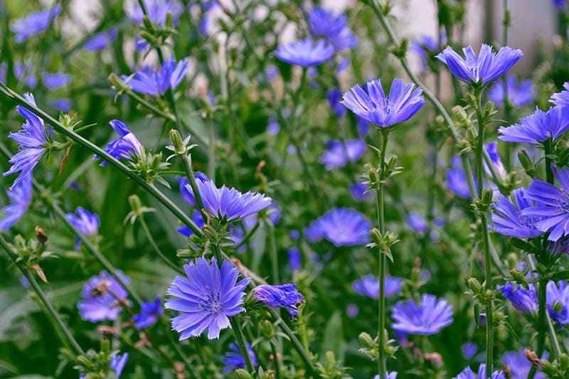 Gardening Tips: How to Grow Chicory Successfully