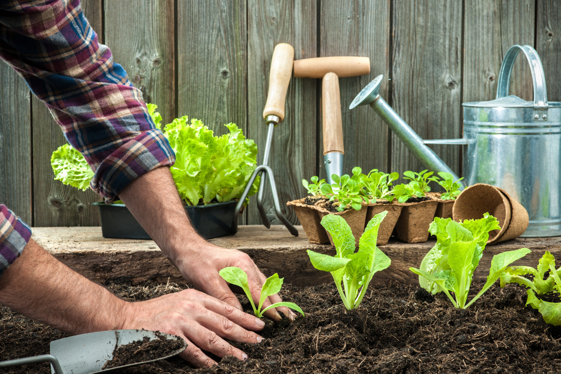 Gardening Tips: Mission Prey ⎯ Protecting Your Garden from Pests and Predators